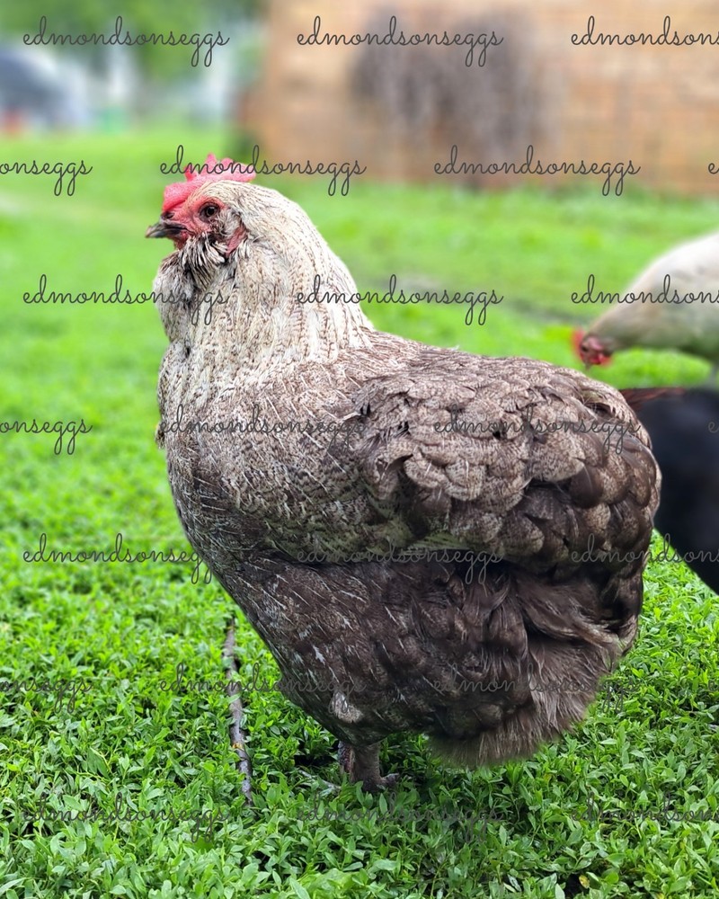 12 Colorful Hatching EGGS.multi Gen Olive EGGER Easter Egger Free Ranging Mix