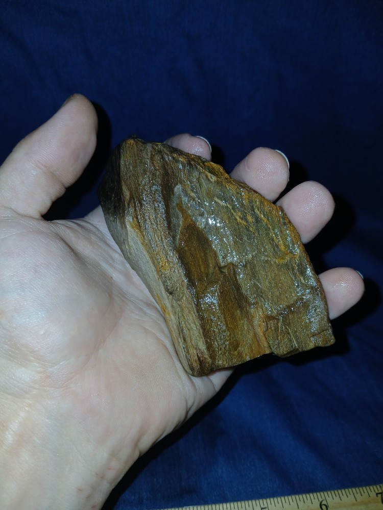 9 oz Texas Petrified Wood