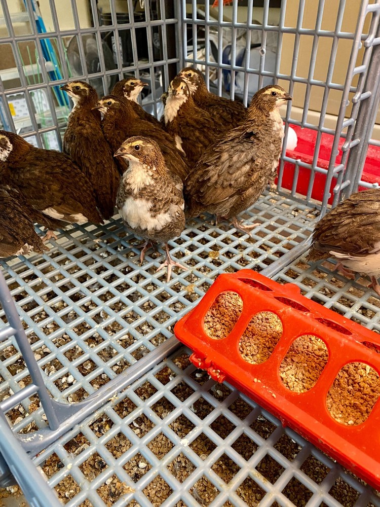 60- Celadon Quail Hatching Eggs - 100% True Blue Coturnix 🪺