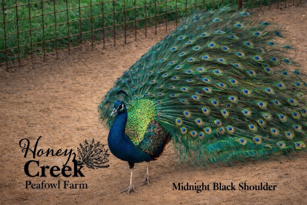 *12* Rare Peafowl Peacock Hatching Egg’s Multiple Color Varieties 🥚✅