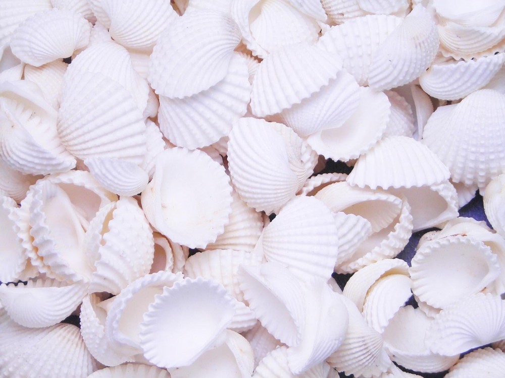 Bulk 2 lb (1000) Tiny White Ark Shells 3/4" 1 1/4" Granosa Beach Decor Wedding