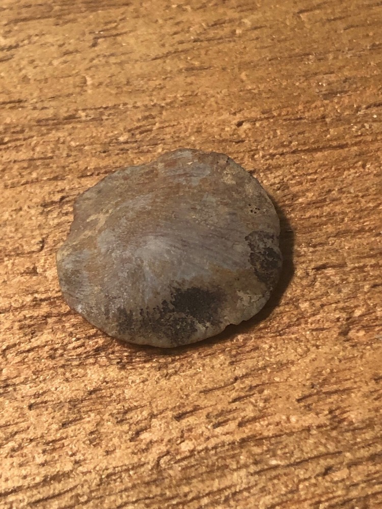 Protist Eocene Barcelona Spain Algae type Fossil "Nummulities"