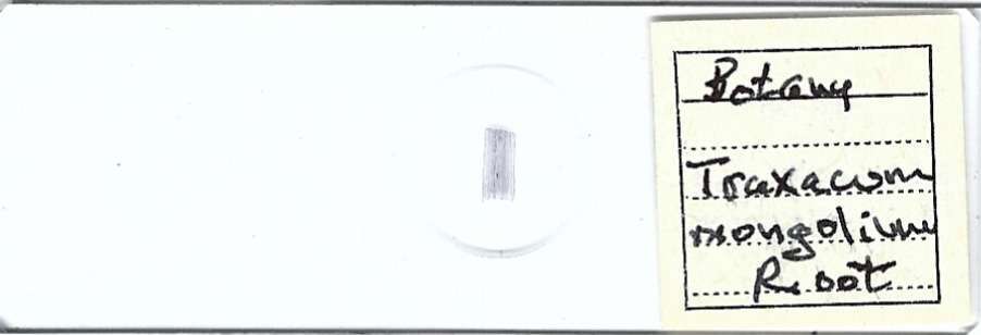 Traxacum mongolium Root Microscope Slide