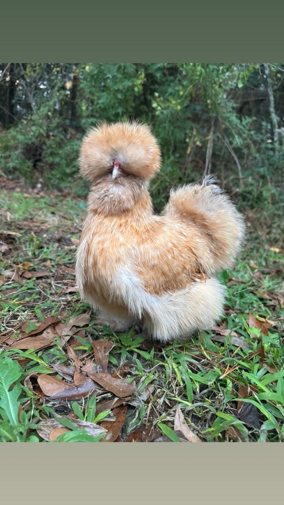 Lemon Cuckoo Silkie Hatching Eggs (12)