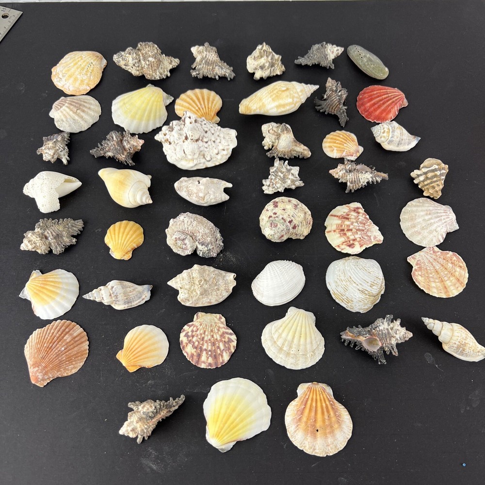 Natural Seashell Lot Various Shapes Sizes & Textures 40+