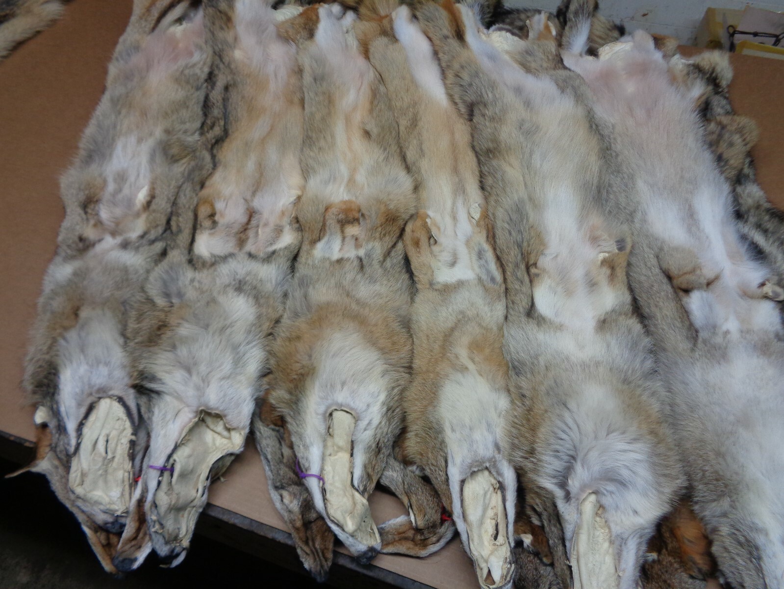 Tanned XXL/XL Semi-Heavy Coyote Hide #2 With Full Tail /Furs/Taxidermy/Crafts