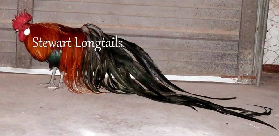 6+ BBRED Black Breasted Red Phoenix longtail Chicken hatching eggs SHOW QUALITY