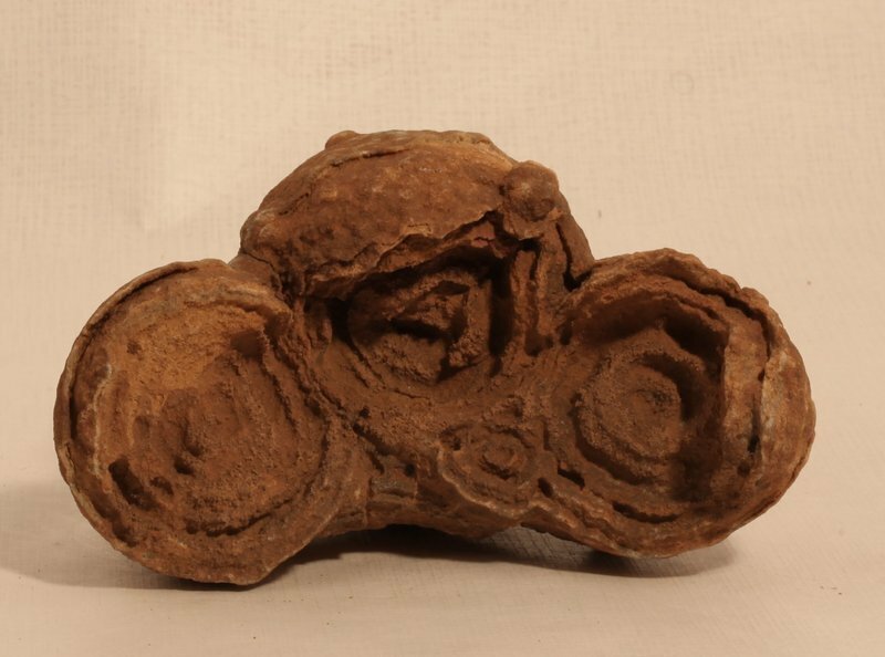 Moroccan stromatolite fossil