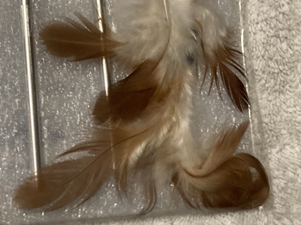 Dream Catcher, NIP.