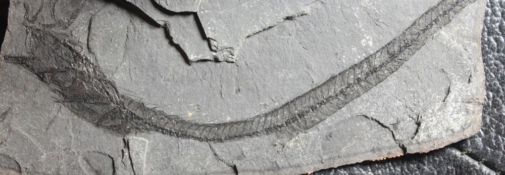 Lepidopus glarisianus - Big fossil fish