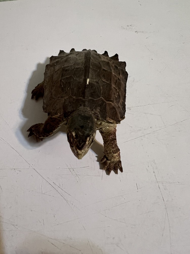 Three different Turtle Figurines