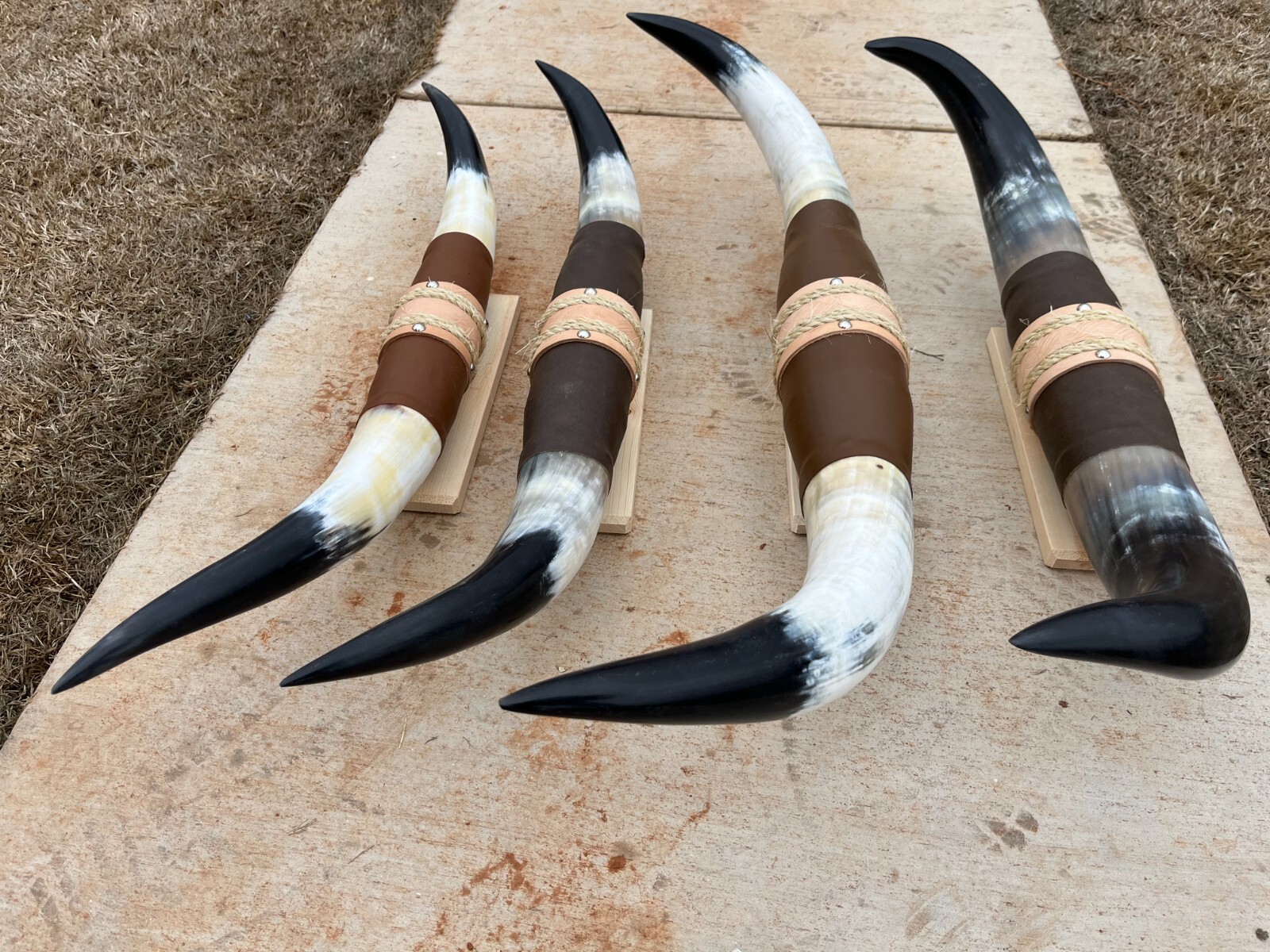 MOUNTED STEER HORNS (ONE ONLY) 36" to 40" inch wide LONGHORN POLISHED BULL COW