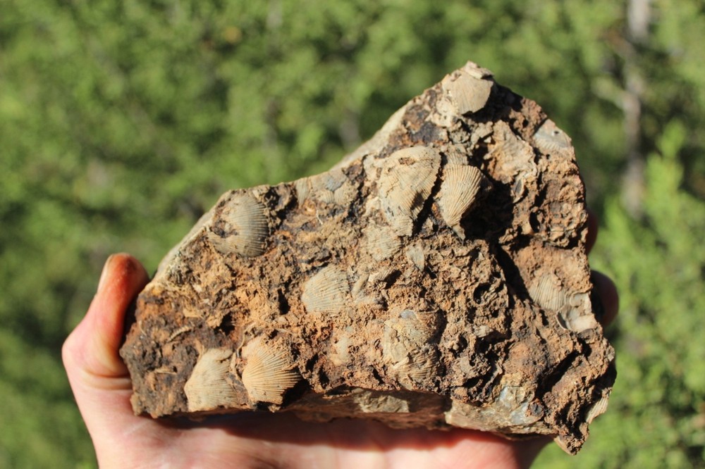 RARE Locality - Superb Display Specimen - Brachiopod/Shell Fossil - DEVONIAN