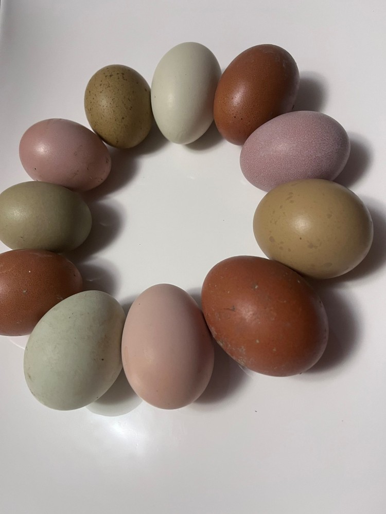 12+ Rainbow Hatching Eggs – Easter Eggers, Olive Eggers & Black Copper Marans
