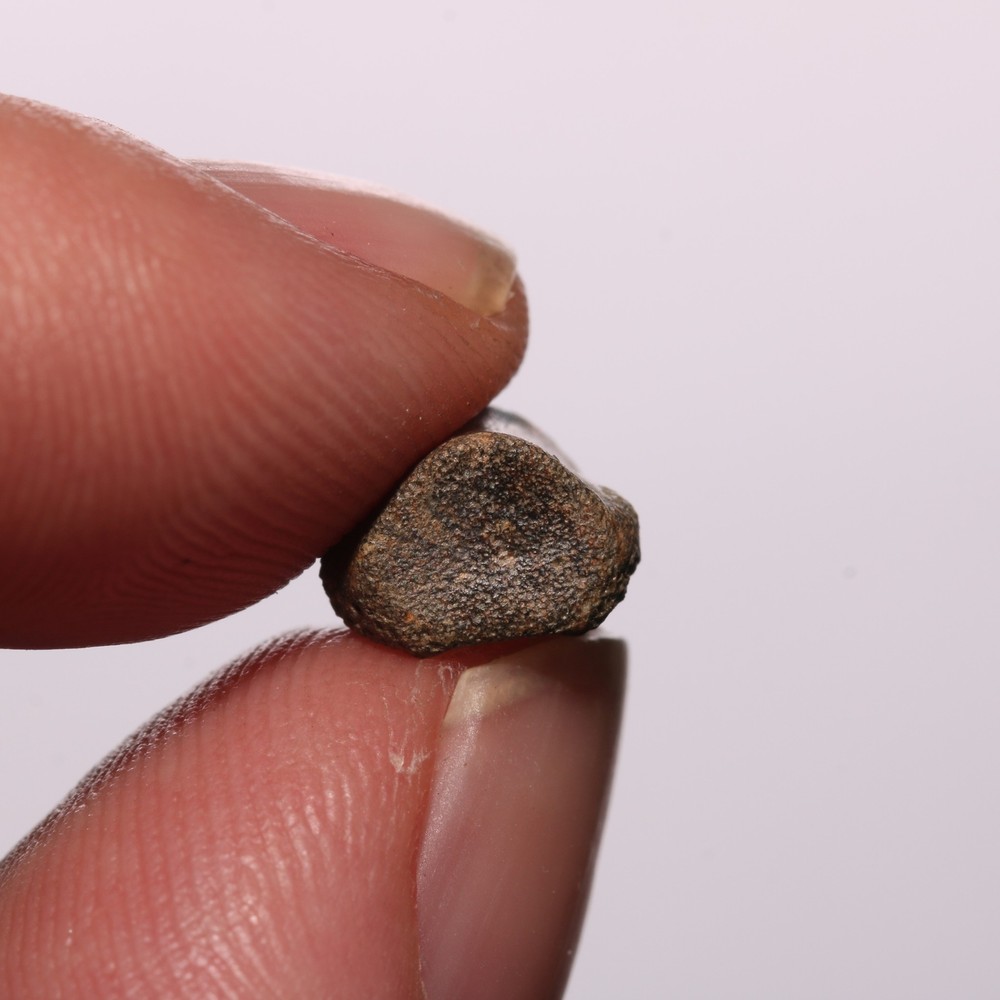 Tiny Champsosaurus Vertebra - Dinosaur Aged - Hell Creek Formation Cretaceous