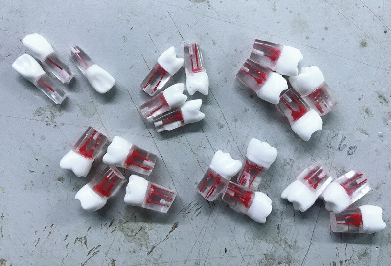 10x Dental clear Root Canal Teeth Study Practice Model Endodontic Pulp File