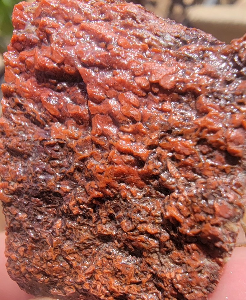 3.06lbs Small Medium agotized Dino Bone Reds