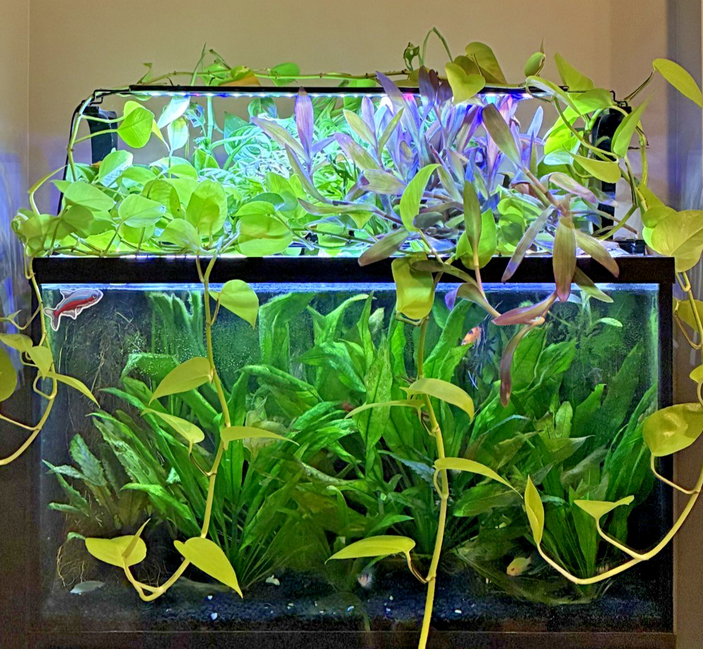 Aquarium Plant Holder-Adjustable Height