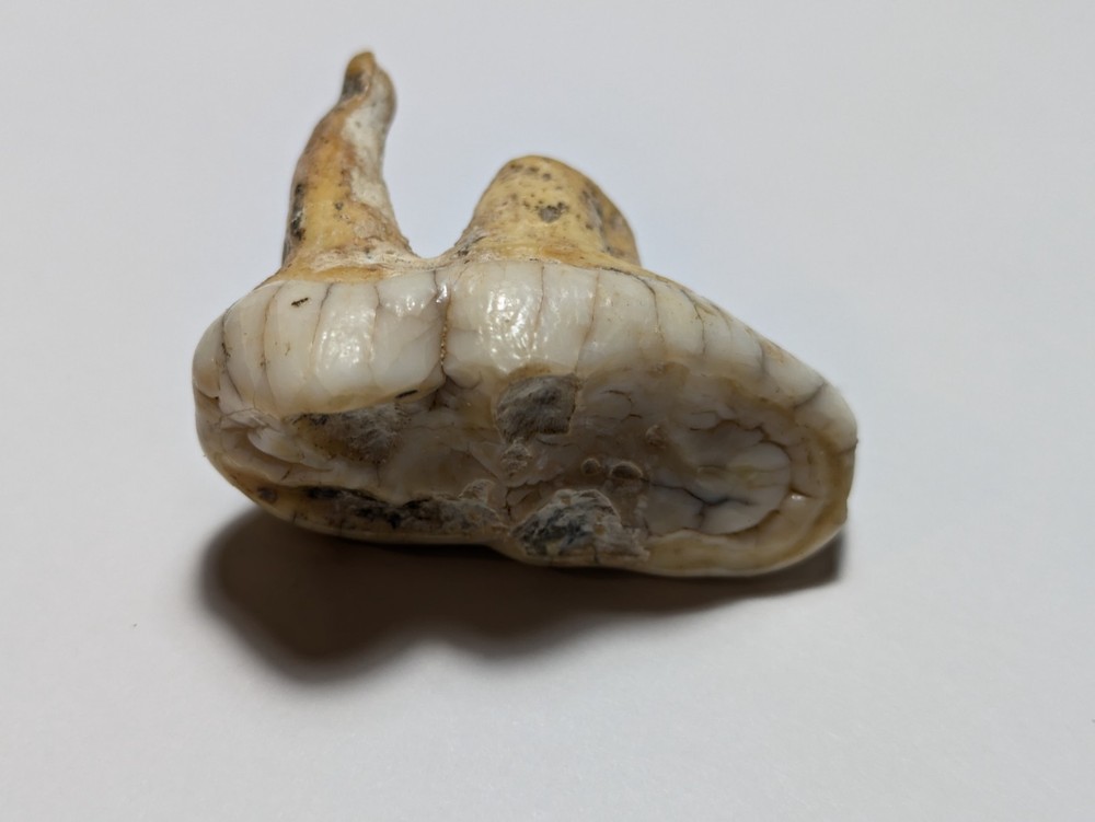 Bear Molar Tooth