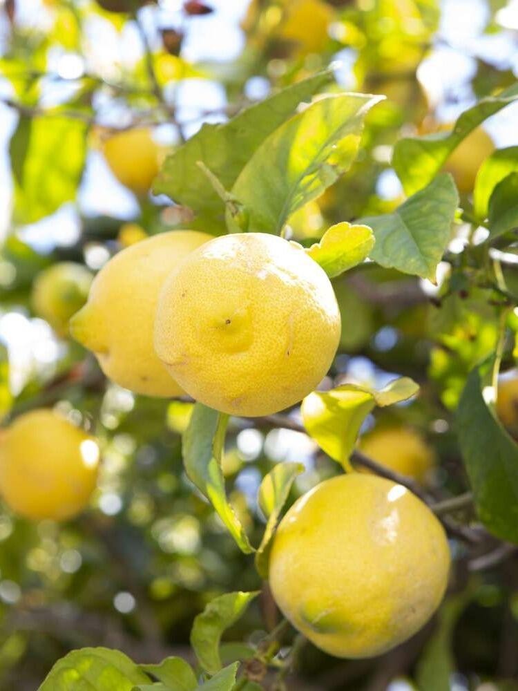 Lemon Tree Live Plant - Dwarf Fruit Tree for Indoor & Outdoor,
