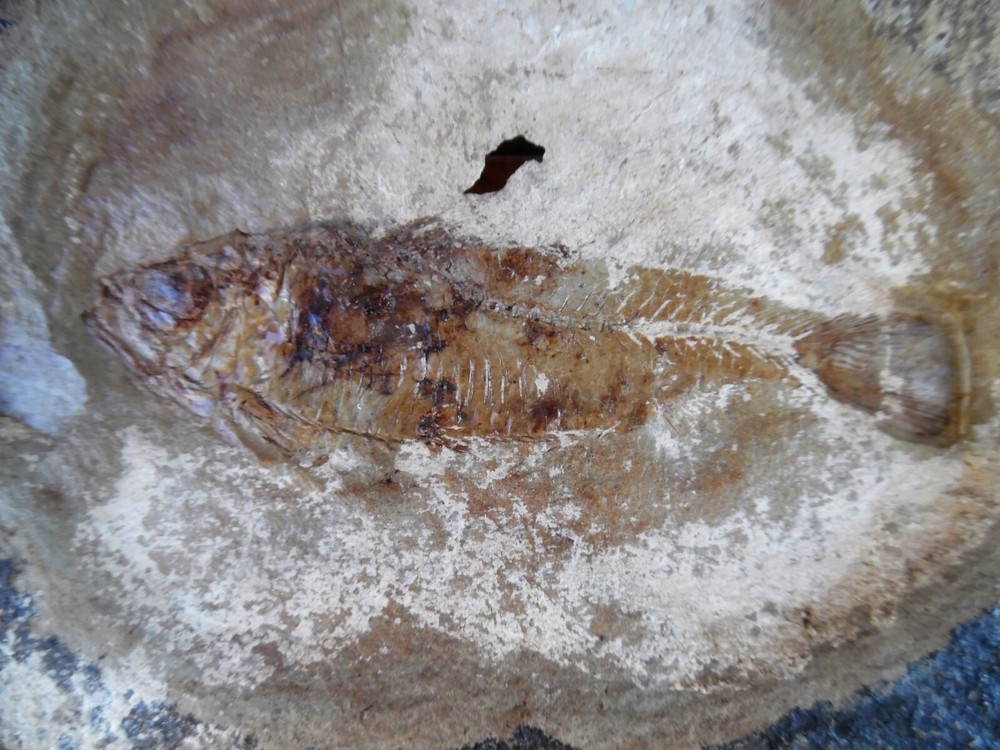 fossil fish herring Eocene green