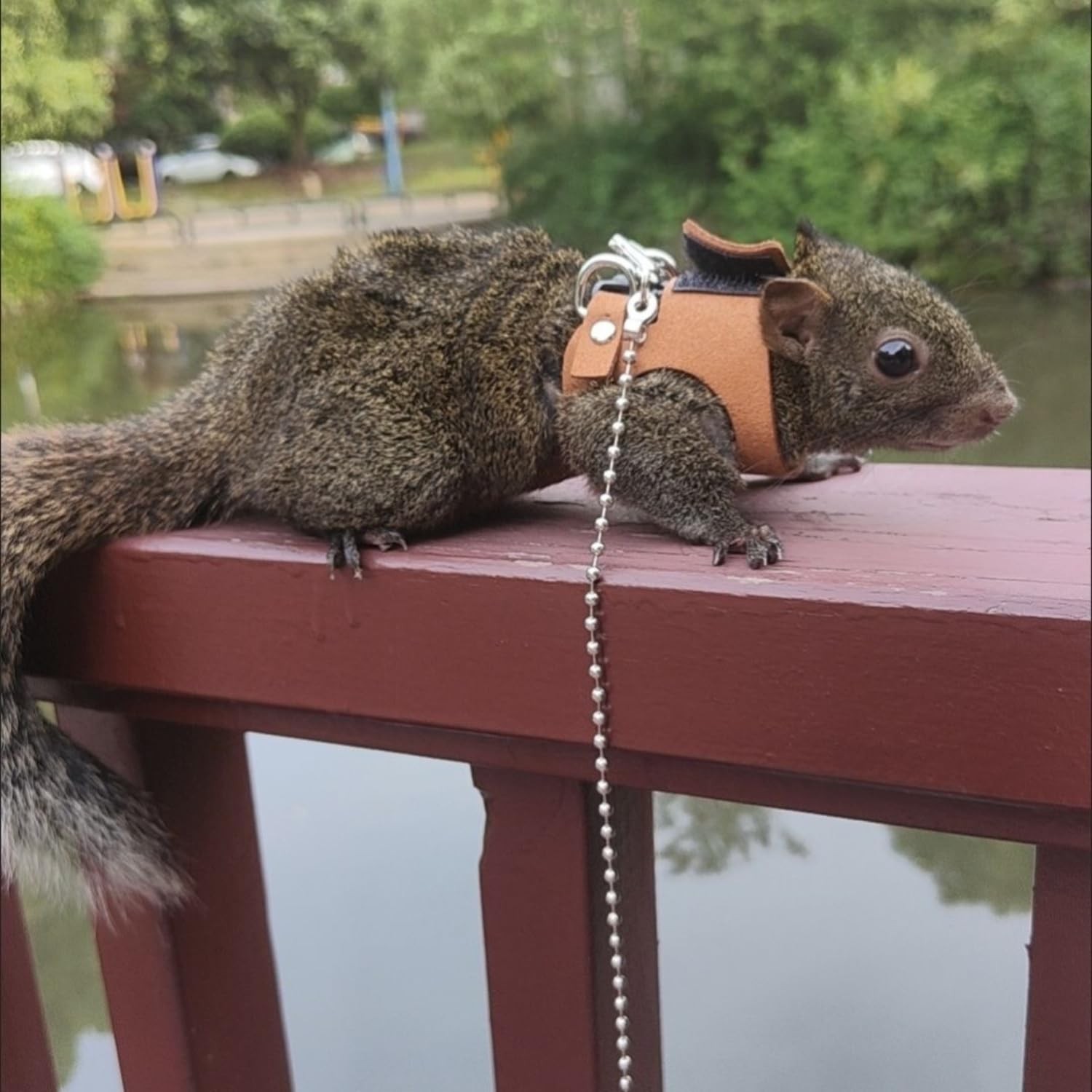 3 Pack Squirrel Harness and Lesh Set Adjustable Leather and Traction Rope Strap