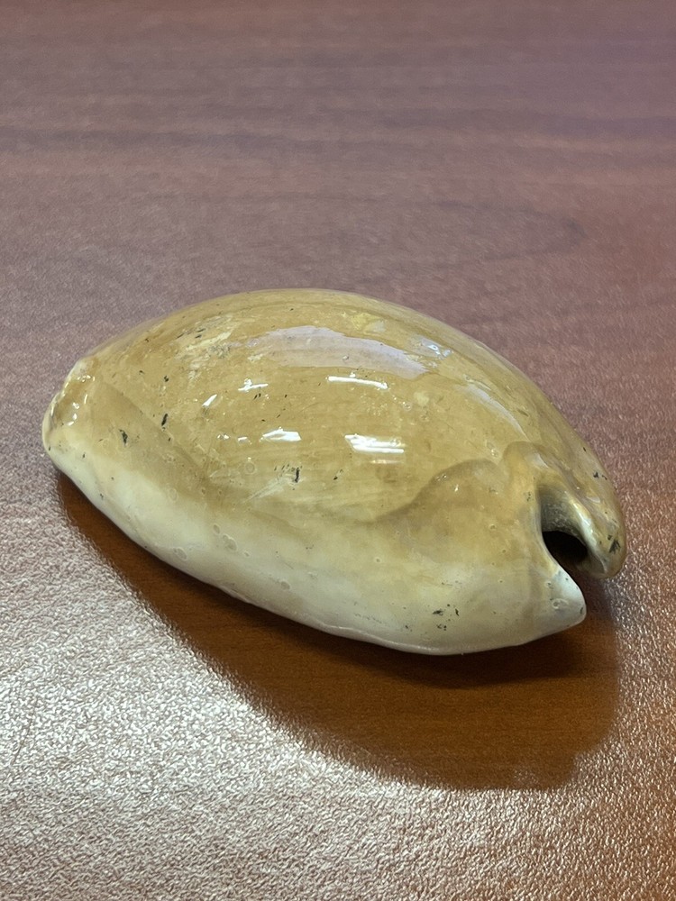 Fossilized Extinct COWRIE Shell From Central Florida, Pliocene Era.