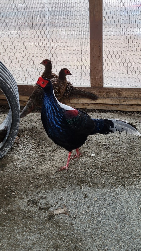 3 Swinhoe Pheasant Hatching Eggs PRESALE PLEASE READ April-May