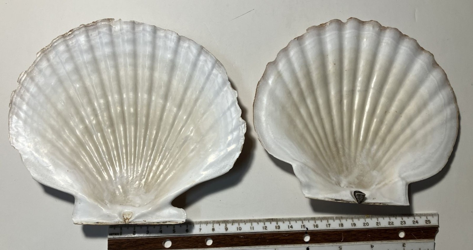 Patinopecten caurinus. Weathervane Scallop. Great Shape. 180 mm.