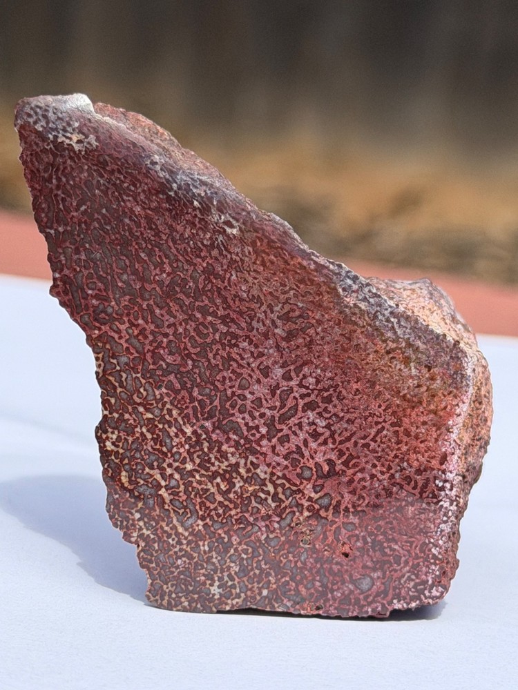 Dinosaur Gem Bone Polished Fossil Display