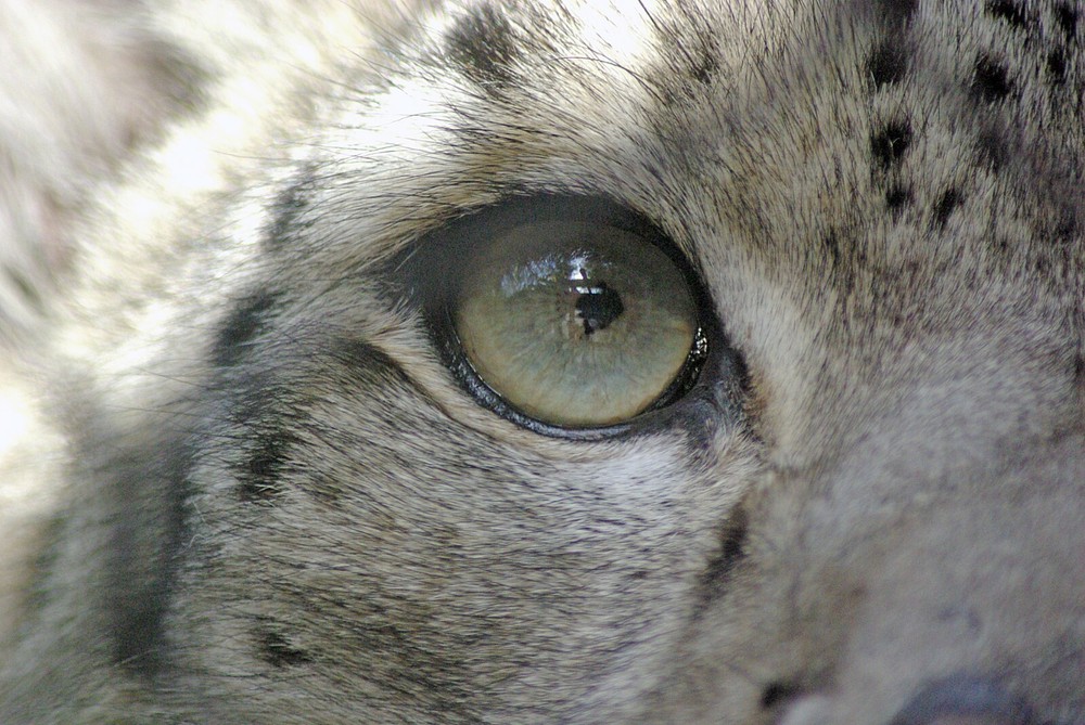 Snow Leopard Taxidermy Reference Photo Cd