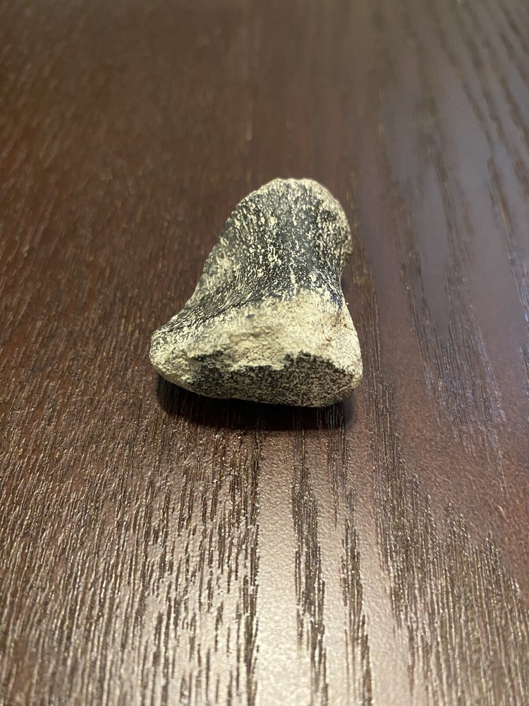 Ancient Fossil, Bone, Unusual, Age Unknown, Very Old, REAL!