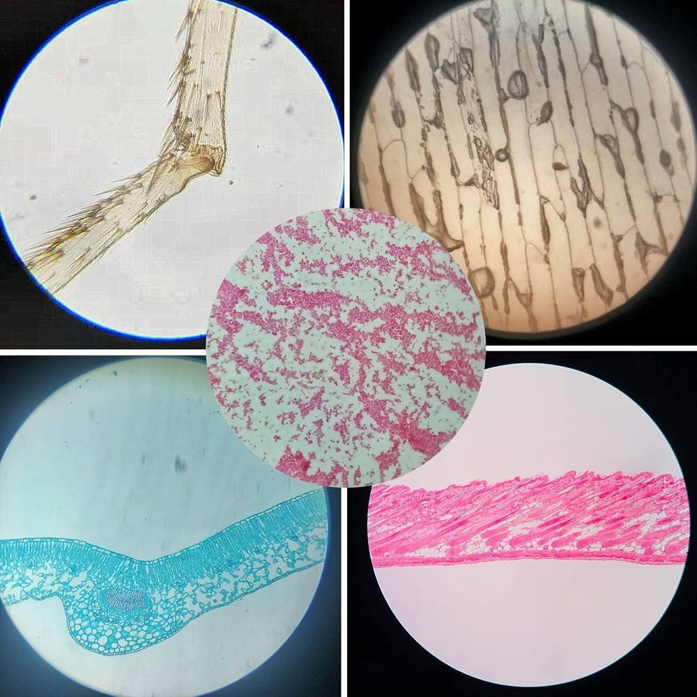 Prepared Plastic Microscope Slides with Specimens for Kids, Microscope Sample Sl