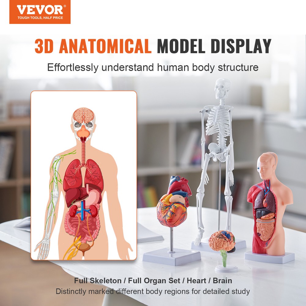 VEVOR Human Anatomy Models Bundle Teaching Set Brain/Torso Body/Heart/Skeleton