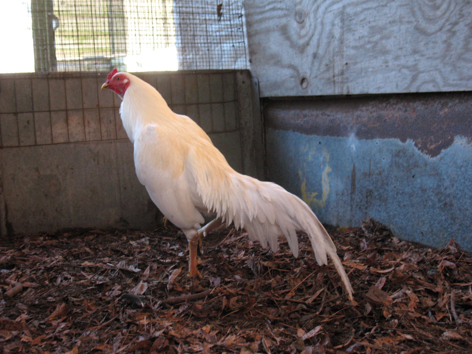 12 ASSORTED WAHL ASIL EGGS