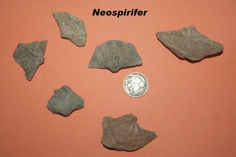 12 Neospirifer brachiopods from Texas study quality