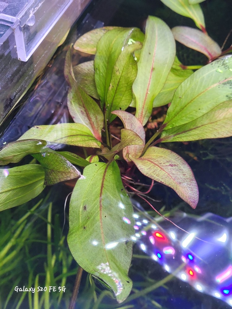 Red Rubin Amazon Sword Plant