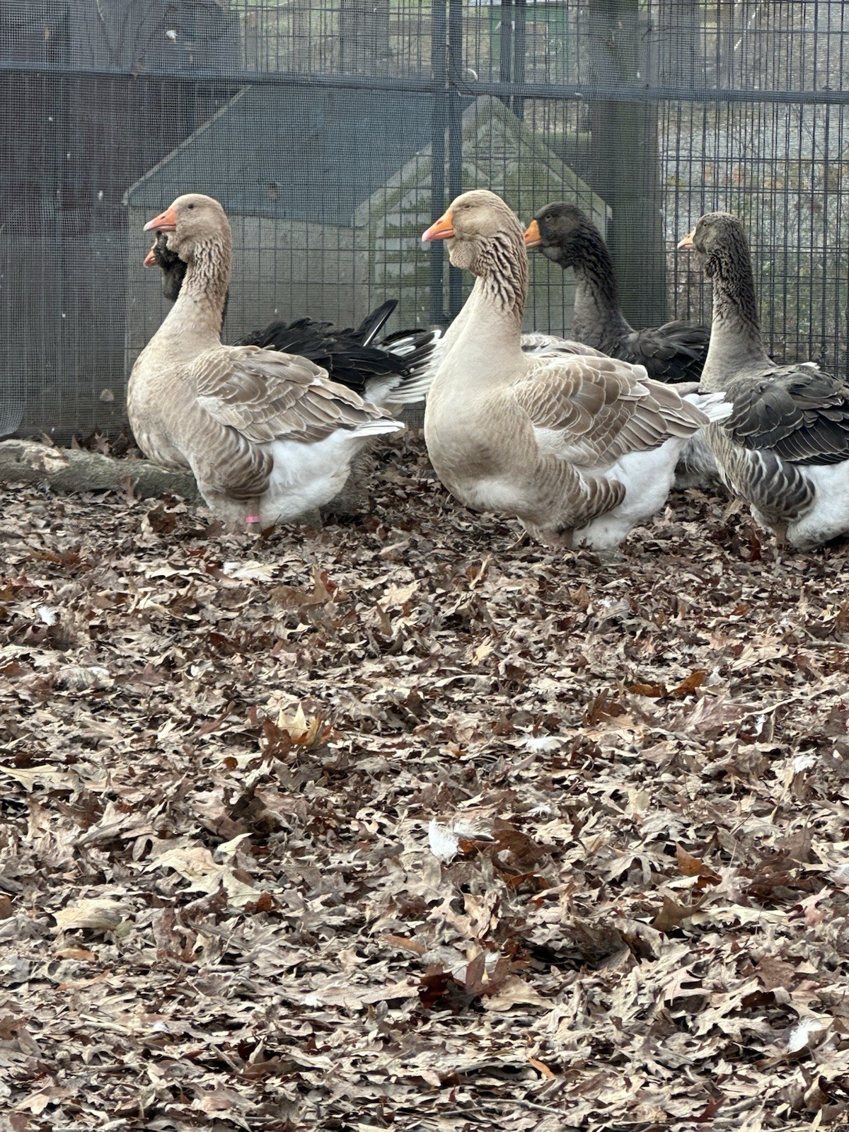 Dewlap Toulouse Exhibition Type 4++ Eggs