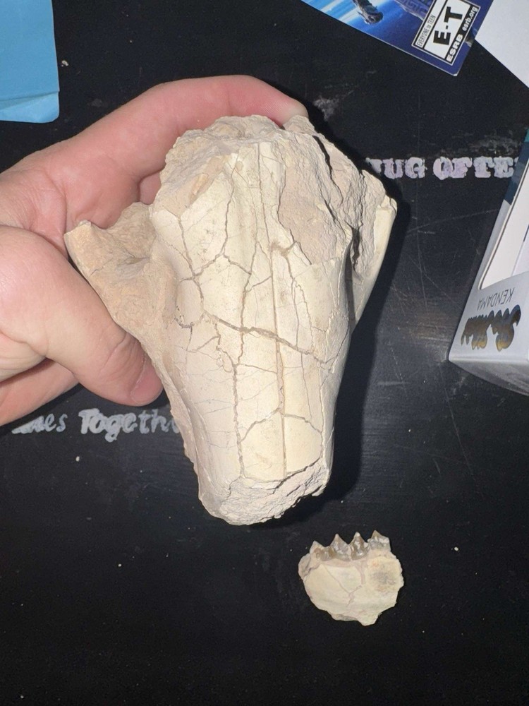 oreodont skull