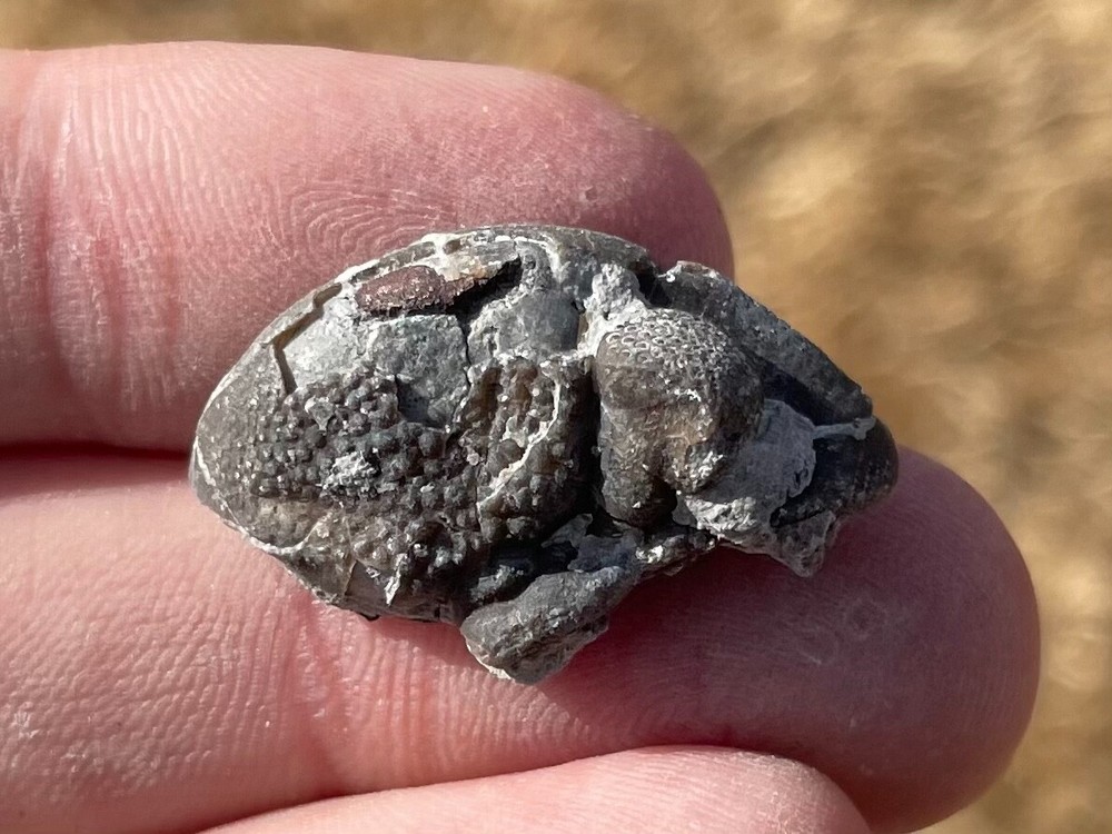 Ohio Fossil Trilobite Eldredgeops rana Devonian Age Bug