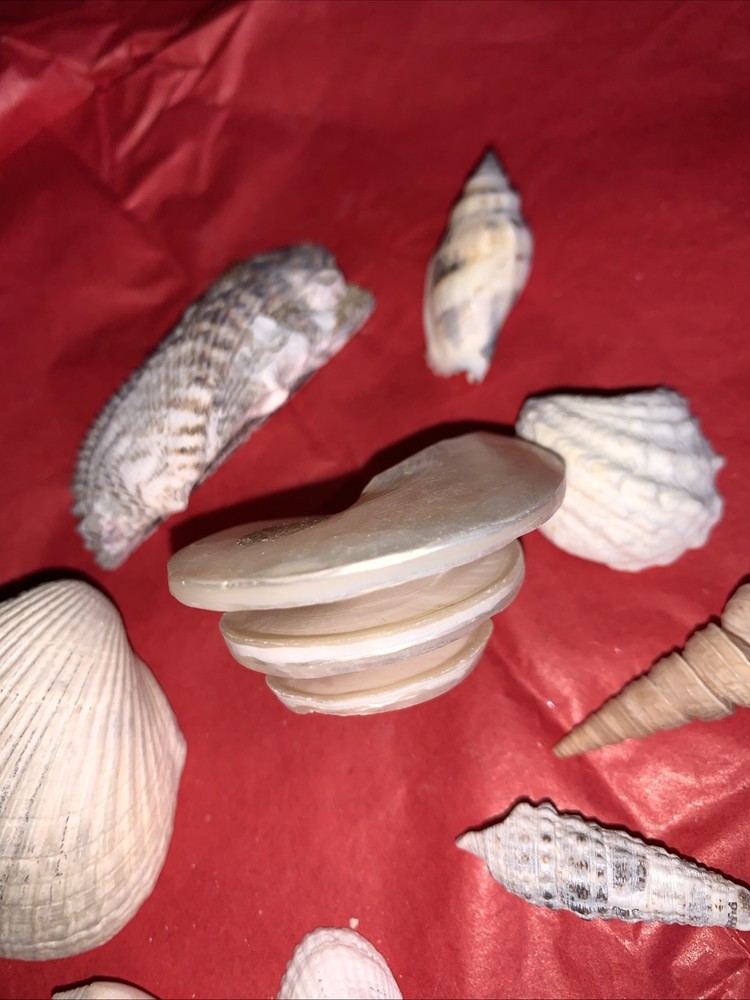 Seashell Lot Various Sizes and Shells Beautiful Selection Craft Beach 10 Shells