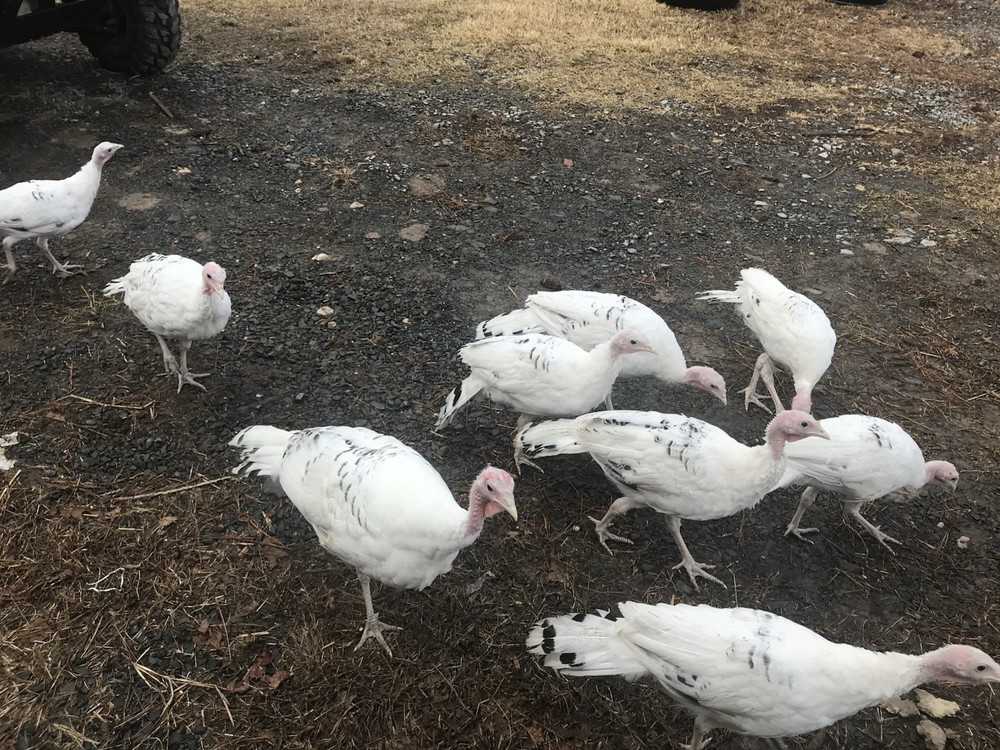 6 Royal Palm Turkey hatching eggs