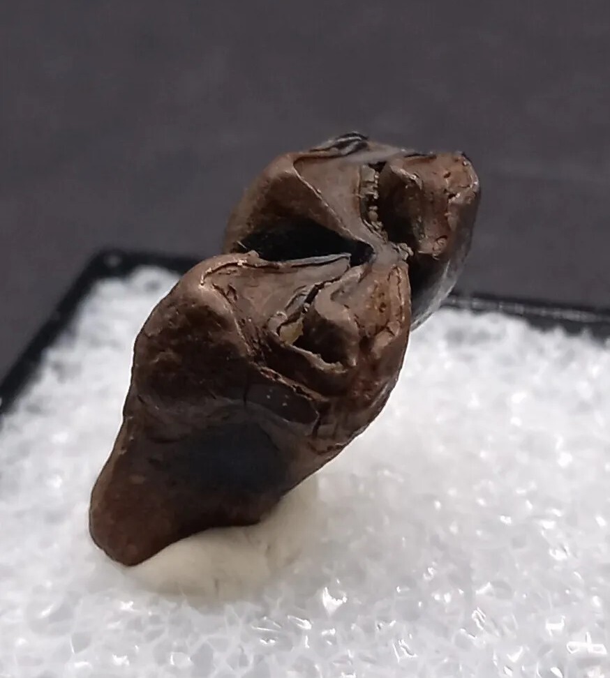 Deer Tooth Ice Age Fossil Florida