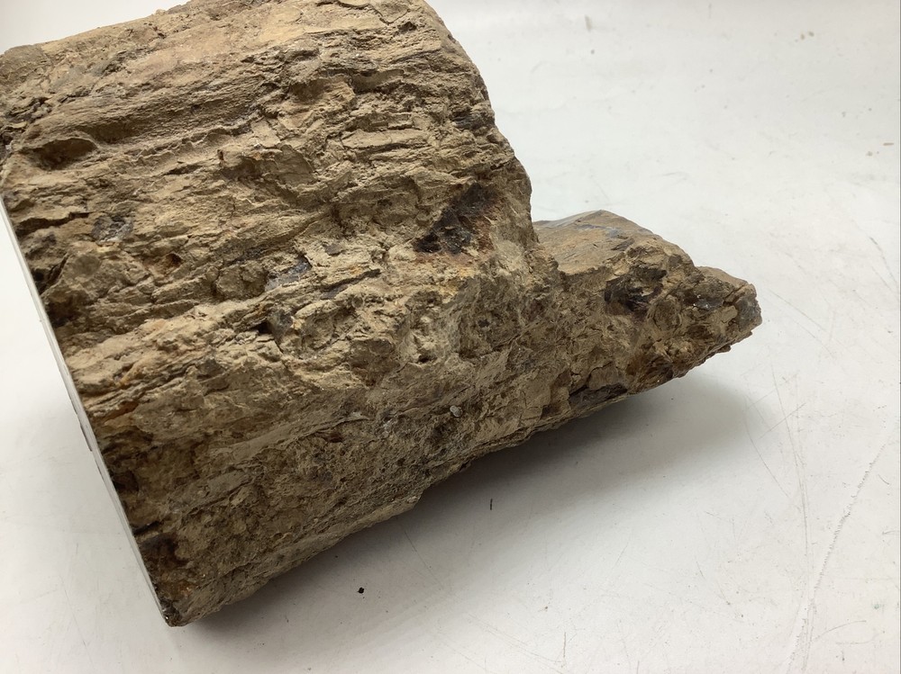 Petrified Wood 5Lbs 14oz