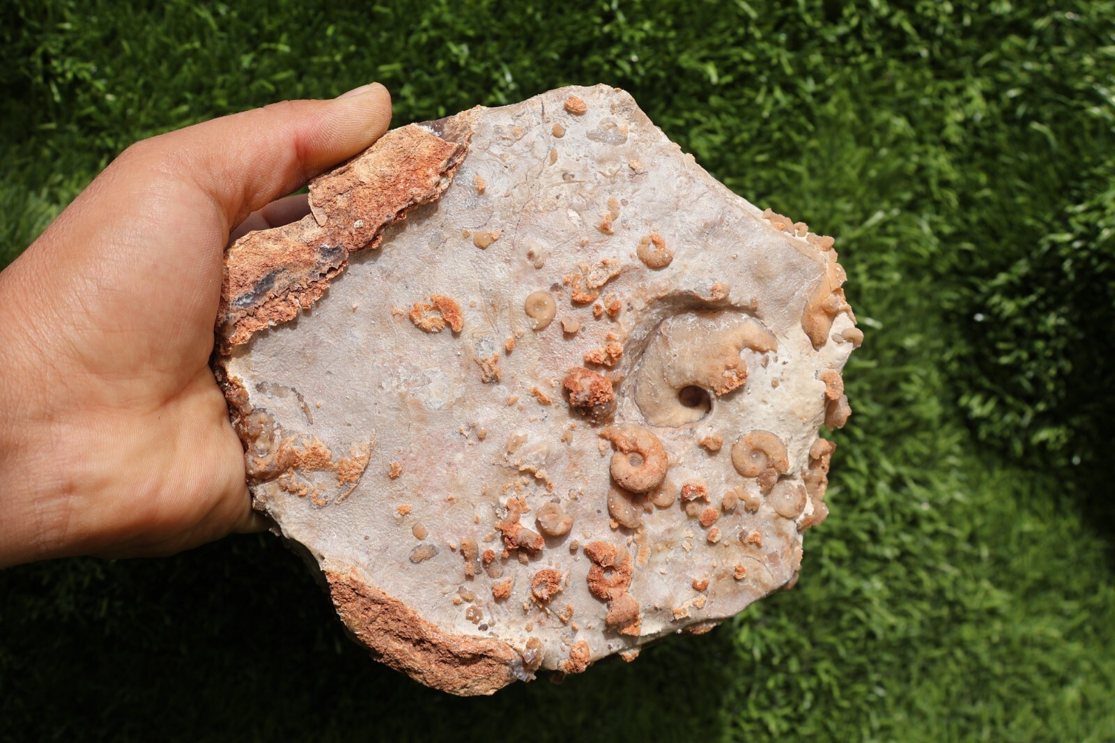 Cretaceous Douvilleiceras And Gastropods Fossil Plate From Morocco Marine Fossil