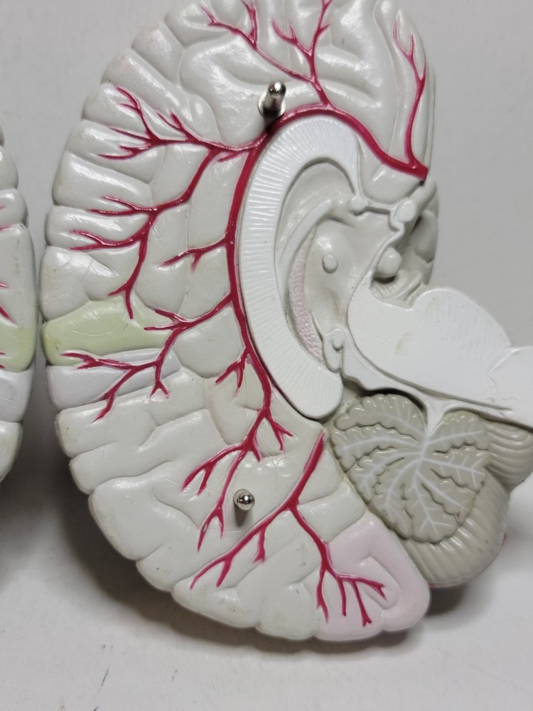 Human Brain Display Two parts Hard Plastic