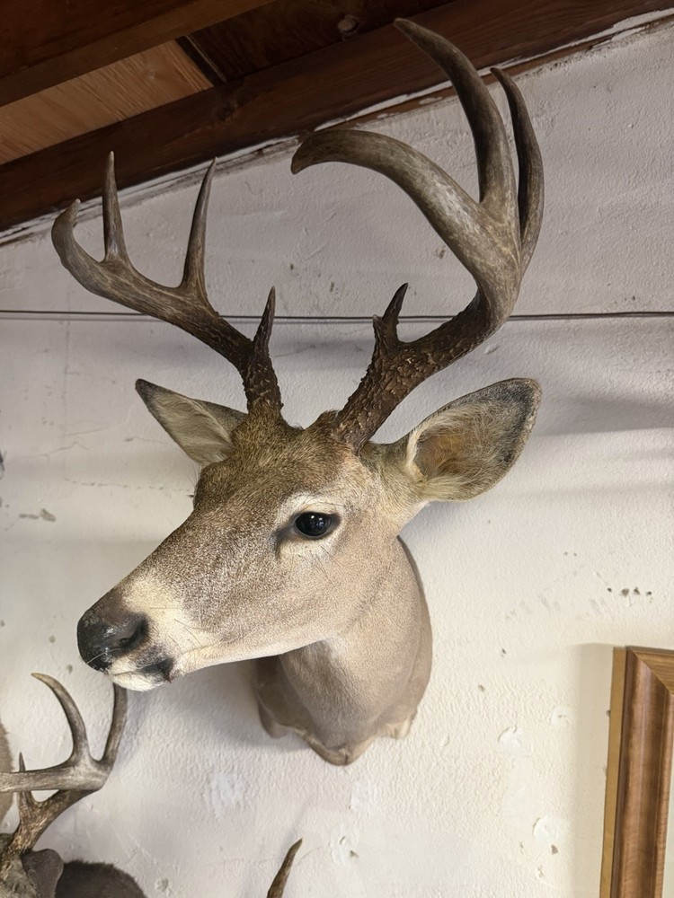 9 point Coues Whitetail Deer