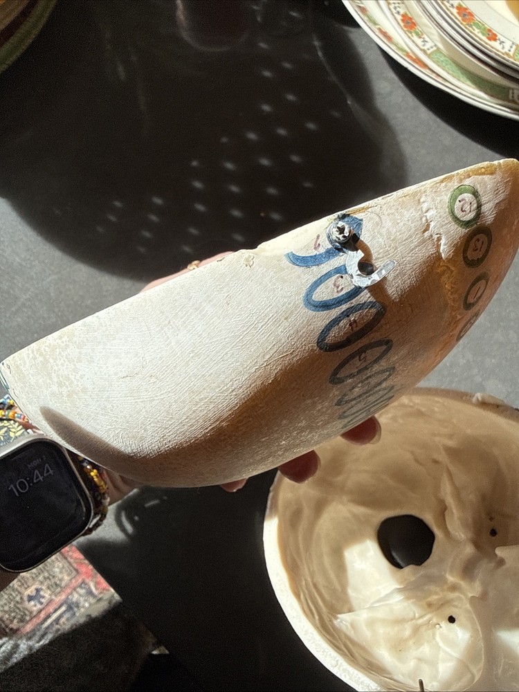 Replica Human Skull Anatomical Model with Removable Skull Cap