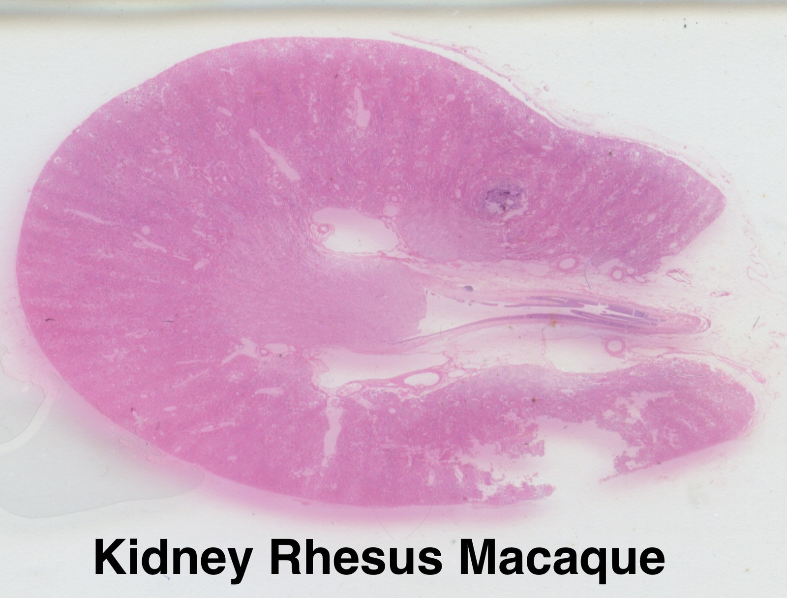 MONKEY PRIMATE HISTOLOGY Microscope Slide Set ORGAN SYSTEMS Rhesus Macaque