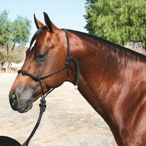 Professional's Choice Clinician Halter
